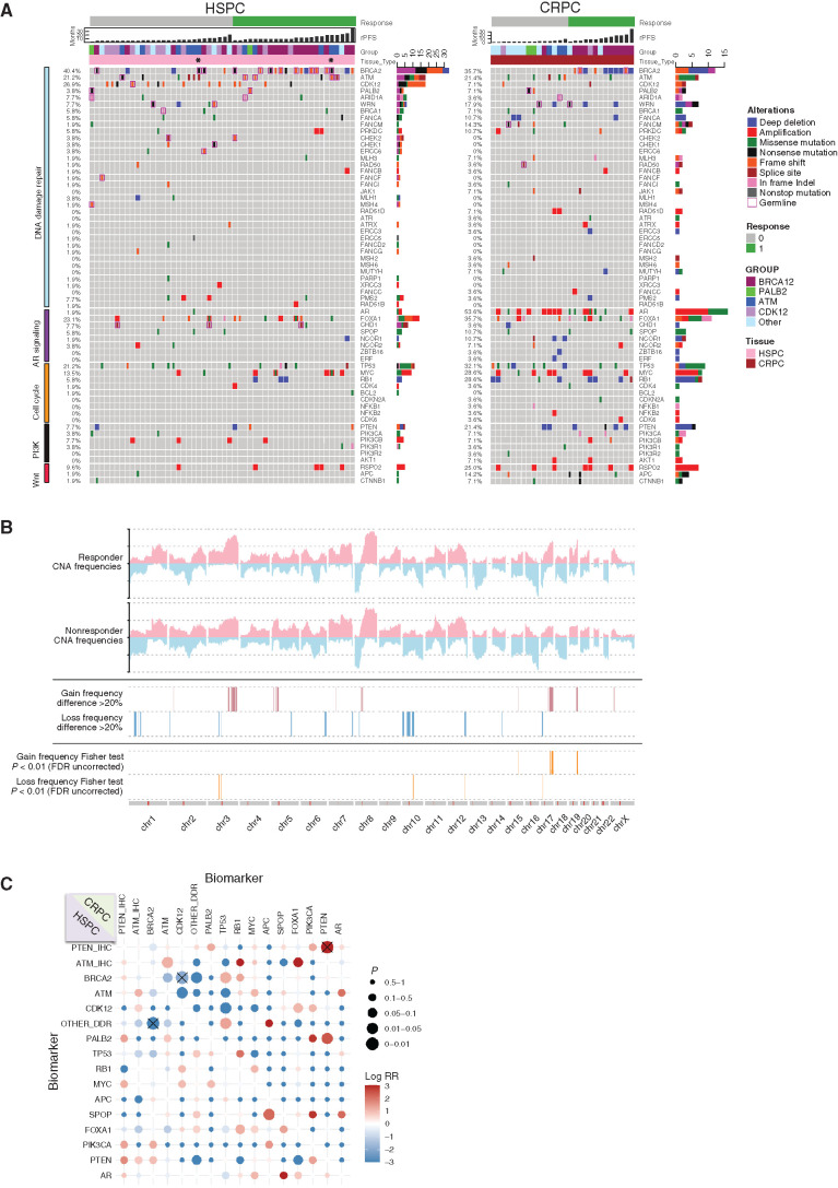 Figure 4. Genomic landscape of the TOPARP-B cohort. A, Oncoprint of the prostate cancer biopsies of the patients treated with olaparib on the TOPARP-B trial, separating those cases where a treatment-naïve versus castration-resistant biopsy was used in the trial for NGS. B, Copy number variation frequency plots of the APCs in the TOPARP-B patients and significant differences in the genomic copy-number profile between responders and nonresponders. C, Co-occurrence and mutually exclusive alterations plot for prostate cancer–associated genes. HSPC, hormone-sensitive prostate cancer.