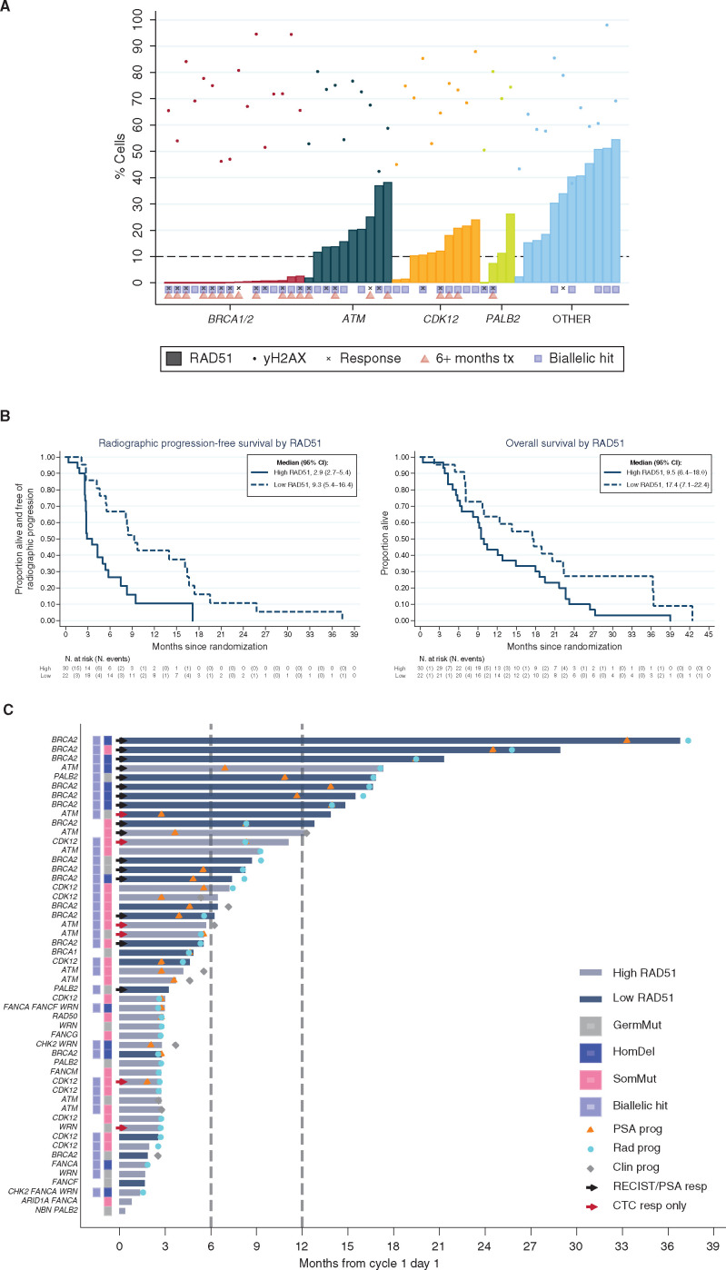 Figure 5. Loss of RAD51 as a functional marker of HRR deficiency in prostate cancer and PARPi sensitivity. A, Percentage of GMN-positive cells positive for RAD51 and γH2AX foci per patient, sorted on the basis of the predefined subgroups per genes of interest; 10% of GMN-positive cells positive for RAD51 foci was used as the threshold to classify samples as RAD51 low versus high. B, Kaplan–Meier curves depicting rPFS and OS depending on the RAD51 assay. C, Swimmer plots depicting time on treatment in patients with high (gray) versus low (blue) RAD51 scores. Clin prog, clinical progression; PSA prog, PSA progression; Rad prog, radiologic progression.