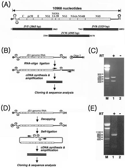 FIG. 2.