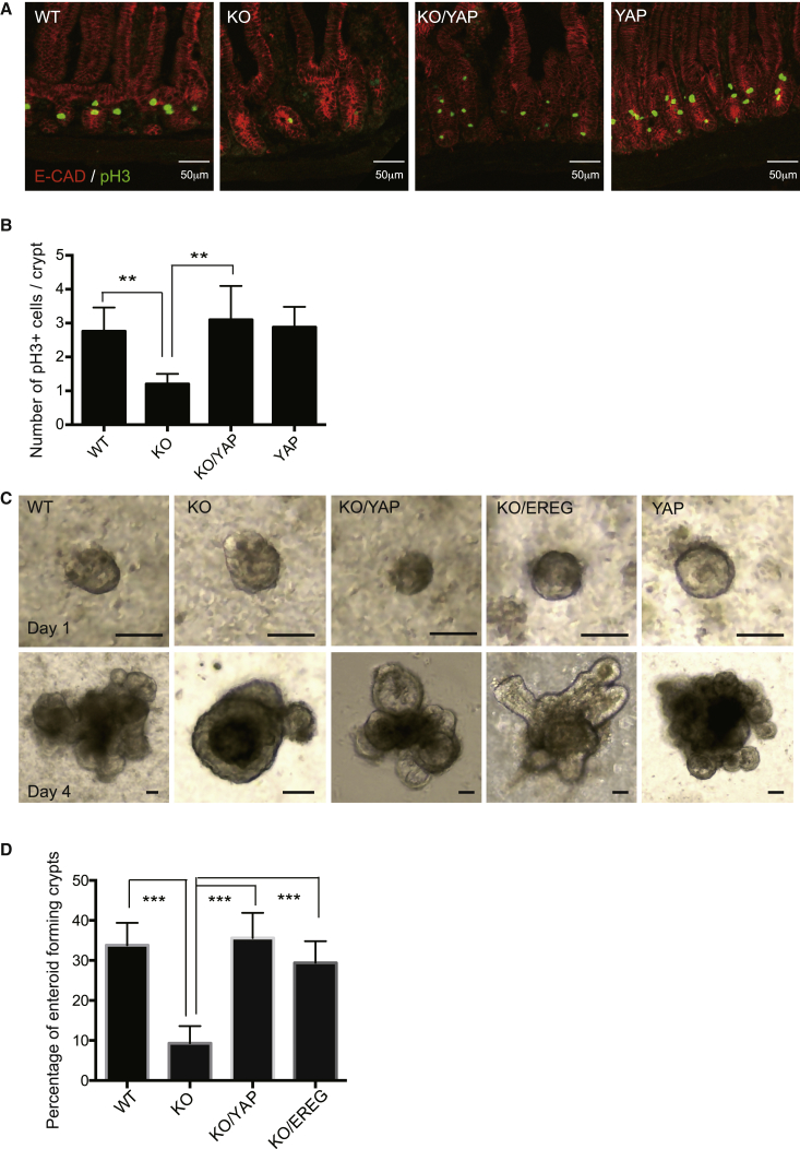 Figure 5