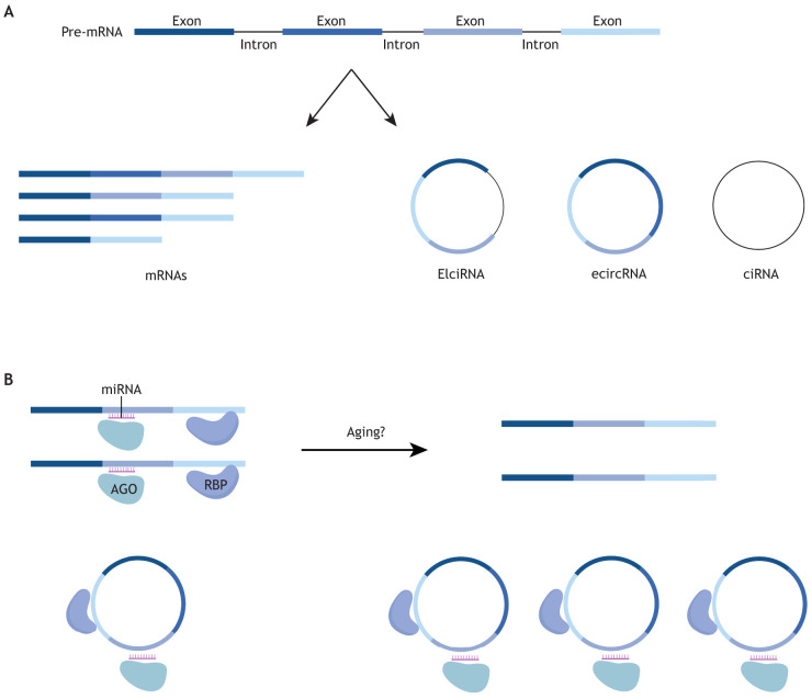 Fig. 2. circRNAs are circular alternatively spliced products that may accumulate with aging. (A) In addition to linear transcripts, three types of circular RNAs may be generated depending on the combination of exons and/or introns that are included: ecircRNA (exonic circular RNA), ElciRNA (exon-intron circRNA) and ciRNA (circular intronic RNA). (B) circRNAs can interact with the miRNAs and RNA-binding proteins (RBPs) that also bind to their linear counterparts. One hypothesis proposed here postulates that increased age-related circRNA expression may drive altered expression of linear isoforms by siphoning miRNAs and RBPs away from mRNAs. AGO, argonaute.