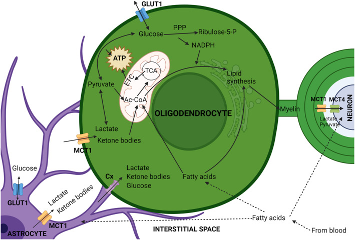 FIGURE 4