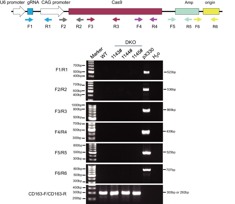 Figure 1—figure supplement 1.