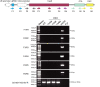Figure 1—figure supplement 1.