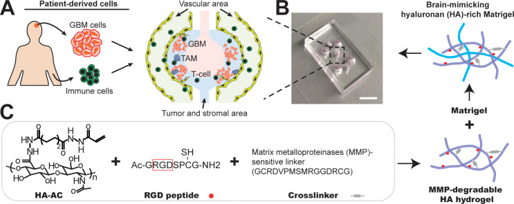 Figure 2—figure supplement 1.