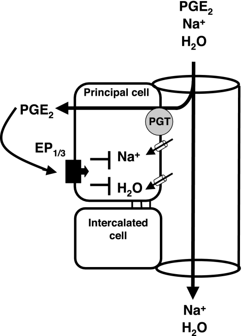 Fig. 7.