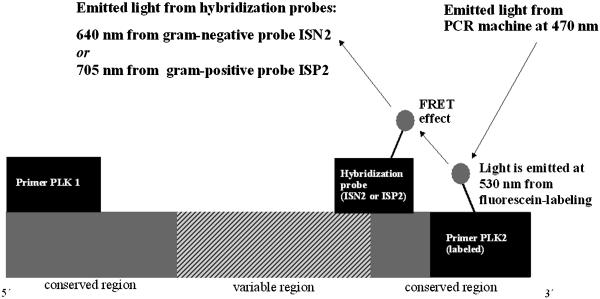 FIG. 1.