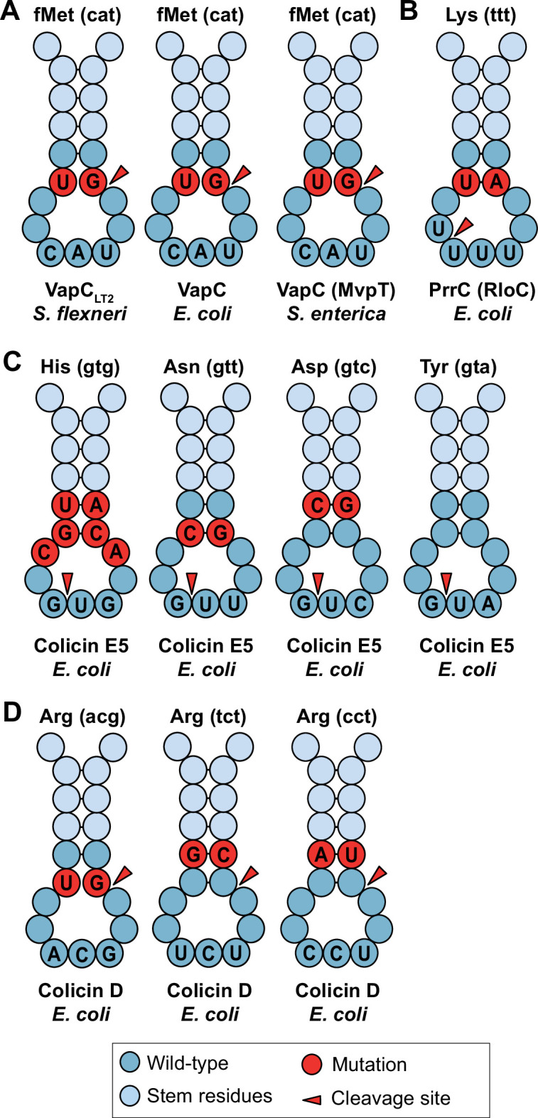 Figure 1—figure supplement 1.