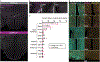 Extended Data Fig. 1.