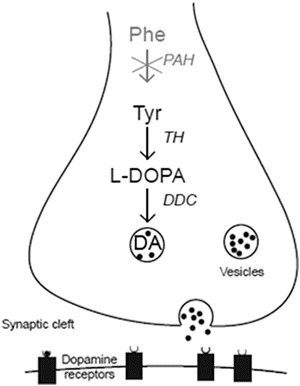 Fig. 1