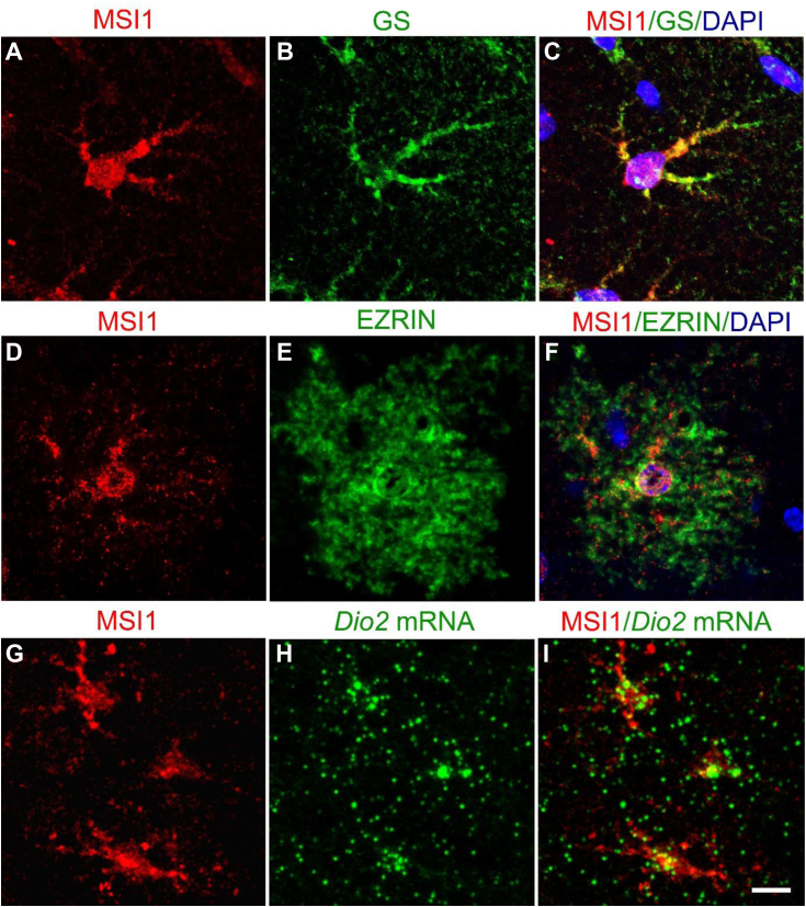 Figure 4