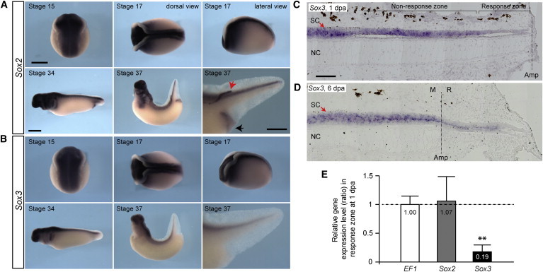 Figure 7