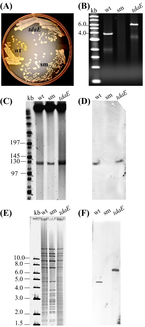 FIG. 4.