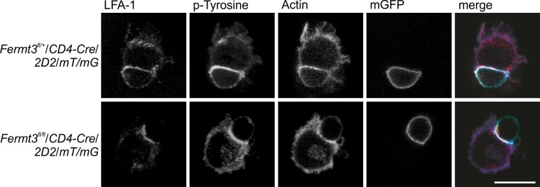 Figure 2—figure supplement 1.