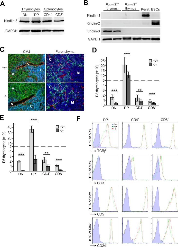 Figure 1—figure supplement 1.