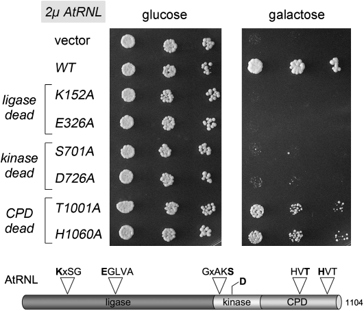 FIGURE 6.