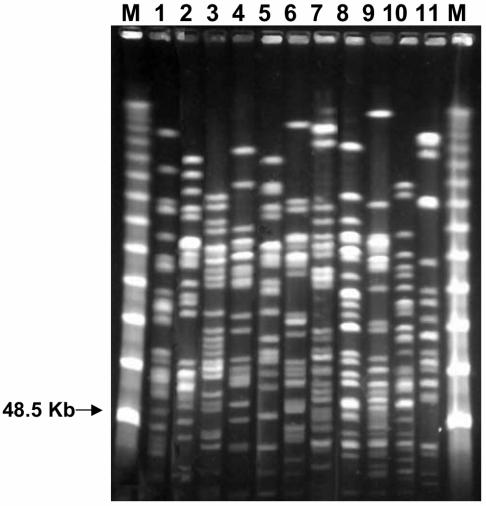 FIG. 1.