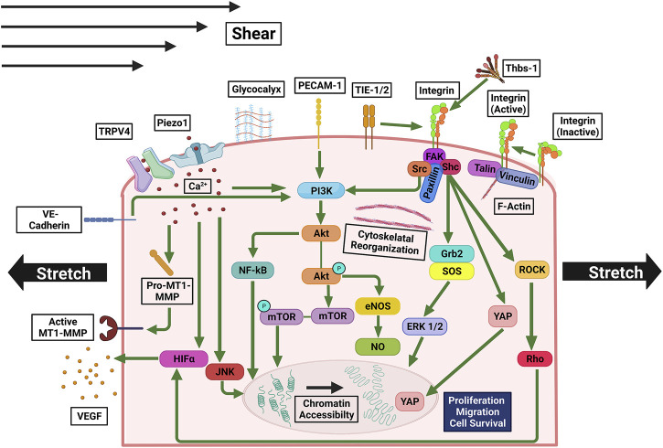 FIGURE 4