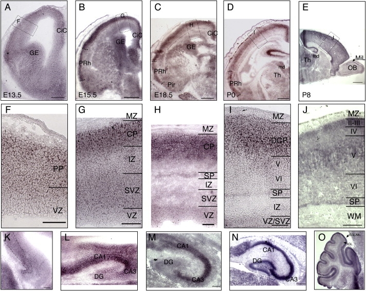 Figure 4