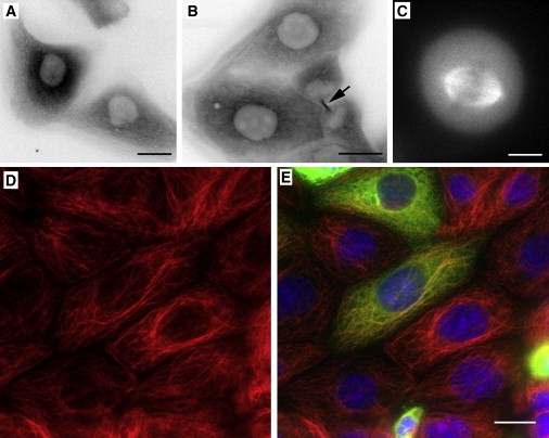 Figure 5