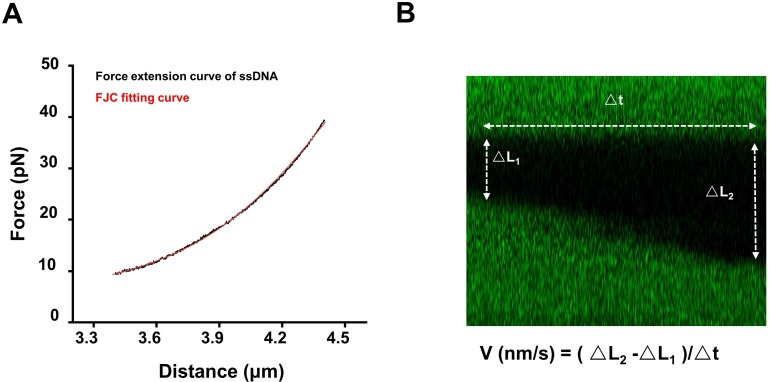 Figure 1—figure supplement 3.