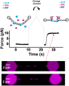 Figure 3—figure supplement 2.