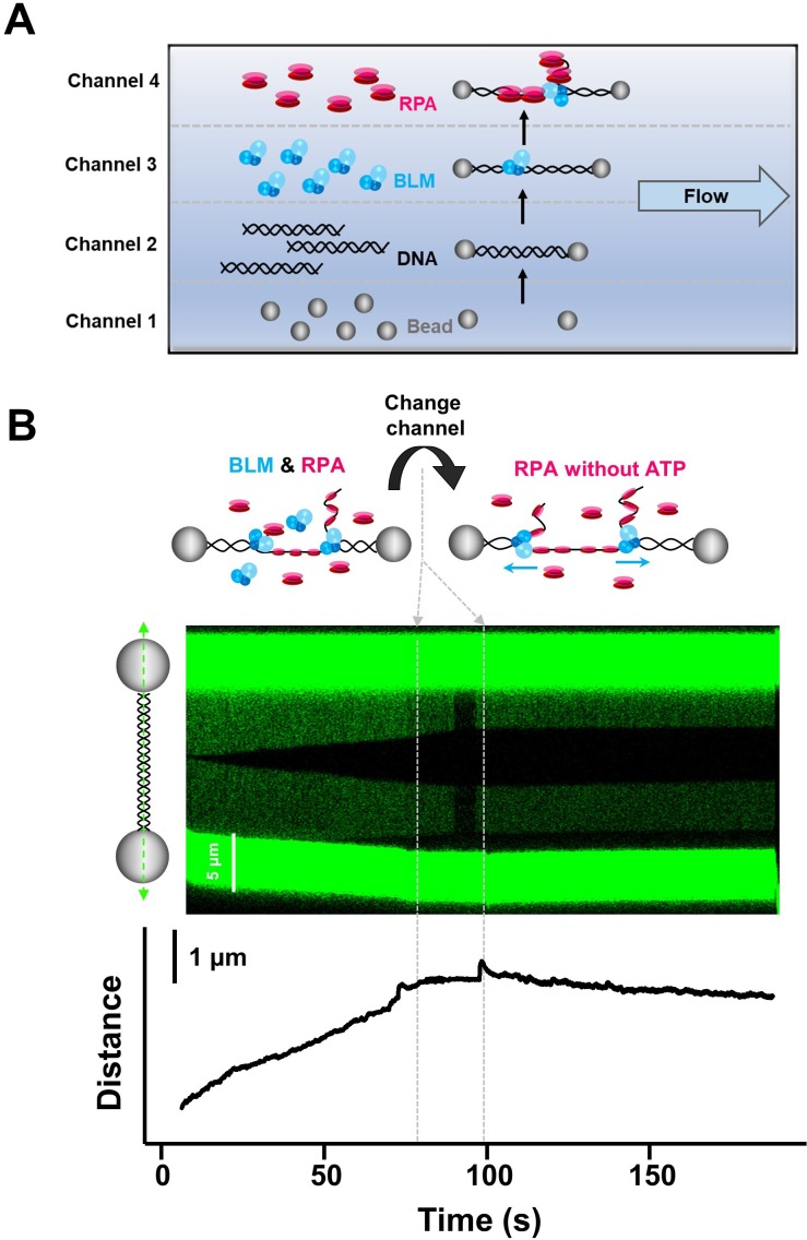 Figure 6—figure supplement 1.