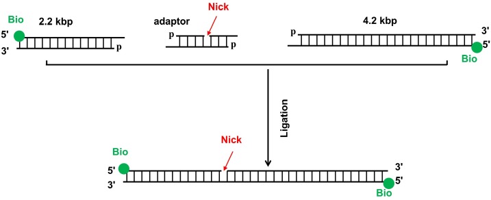 Figure 2—figure supplement 1.