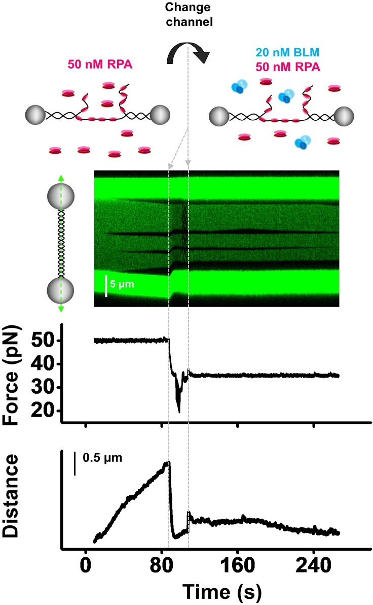 Figure 6—figure supplement 2.