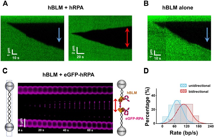 Figure 4—figure supplement 3.