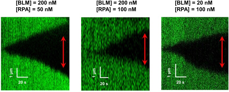 Figure 4—figure supplement 2.