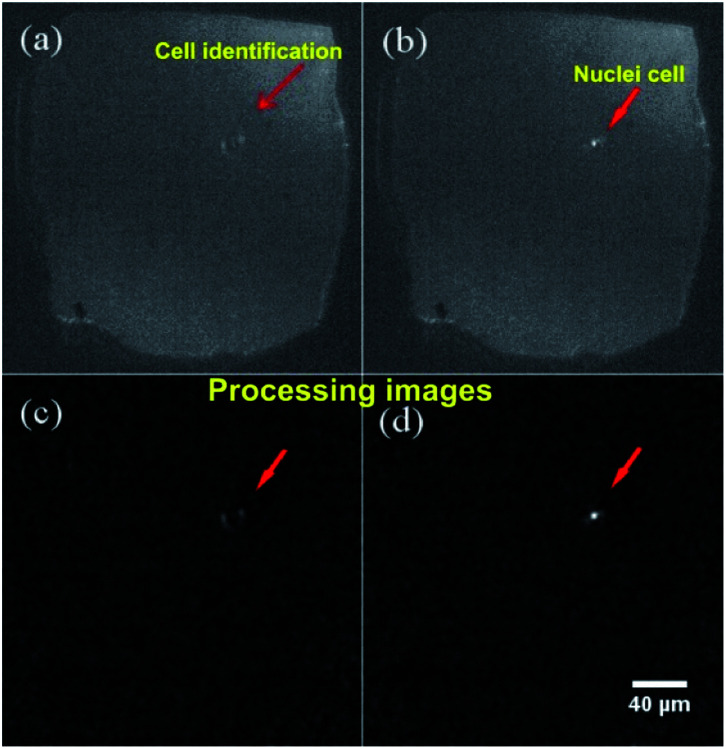 Fig. 10