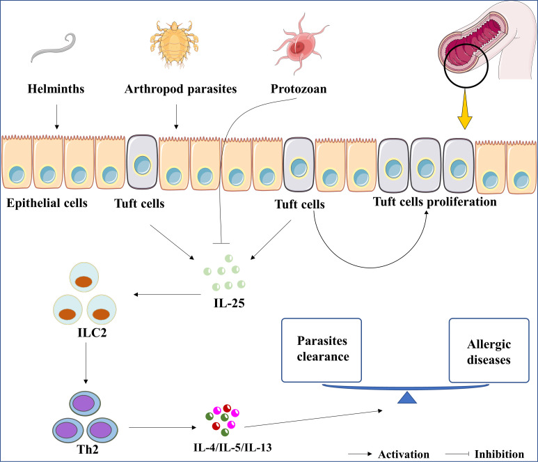 Figure 1