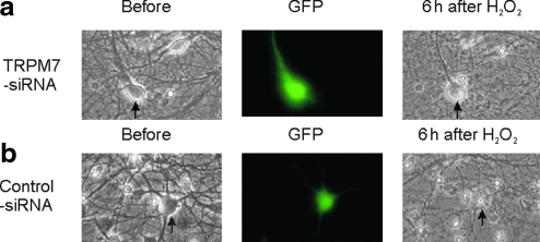 FIG. 9.