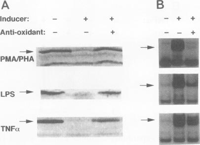 graphic file with name molcellb00018-0194-a.jpg