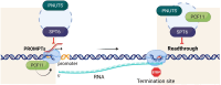 Graphical Abstract