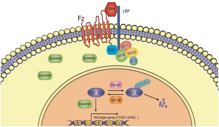 FIGURE 7