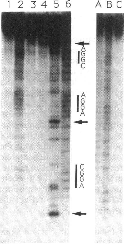 graphic file with name pnas01067-0018-a.jpg