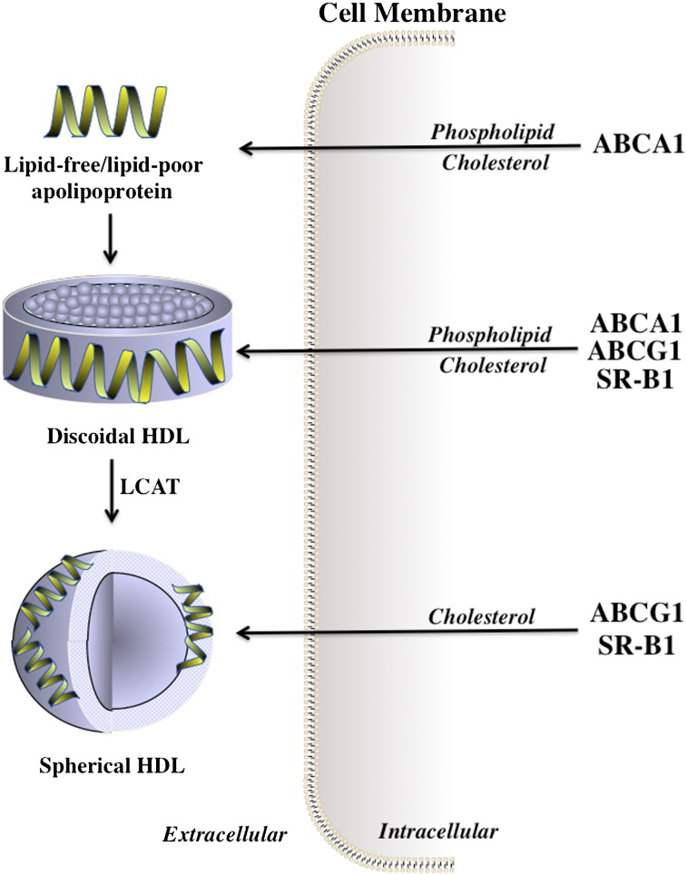 Fig. 1.