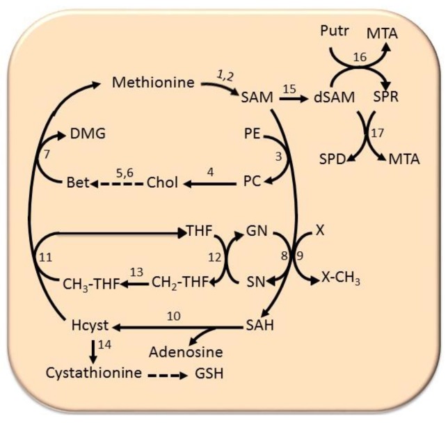 Figure 7