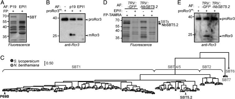 Fig. 8.