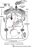 Fig. 7. XXX
