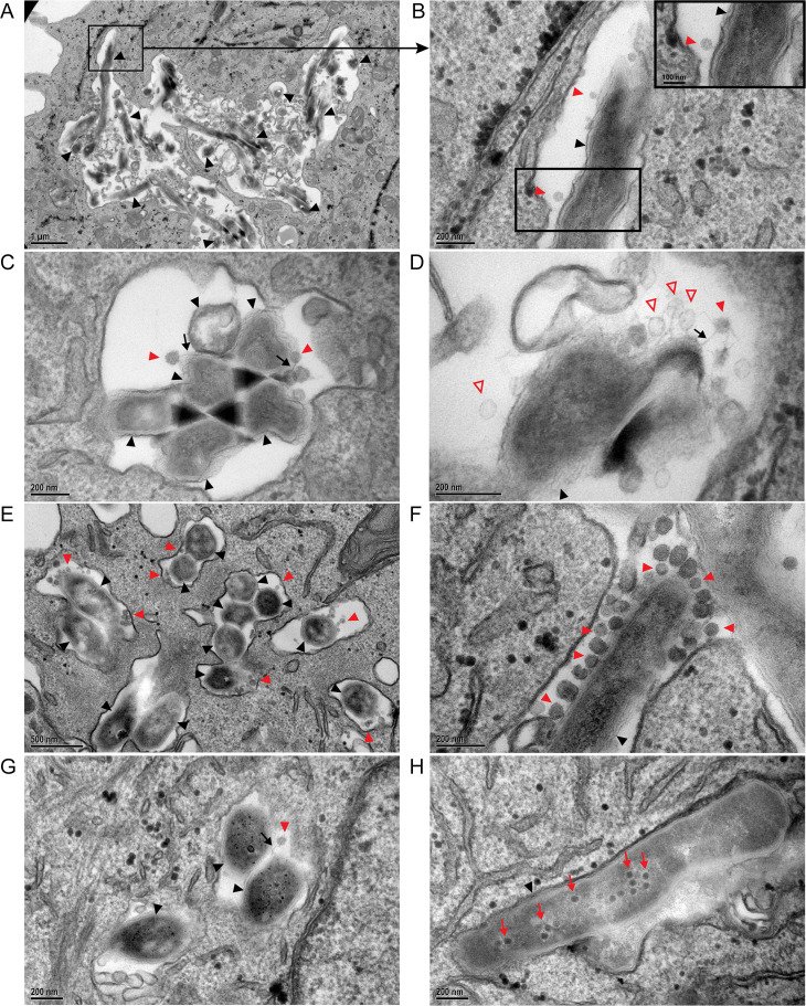 Fig 6