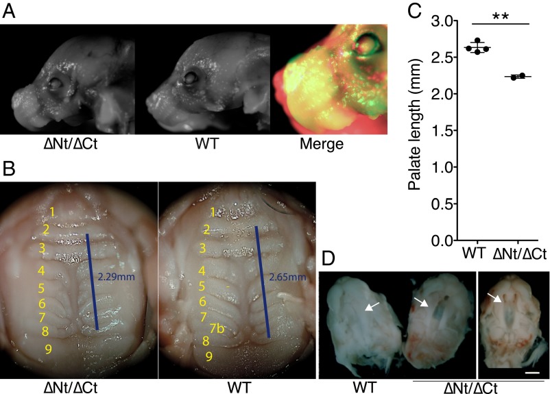 Fig. 5.