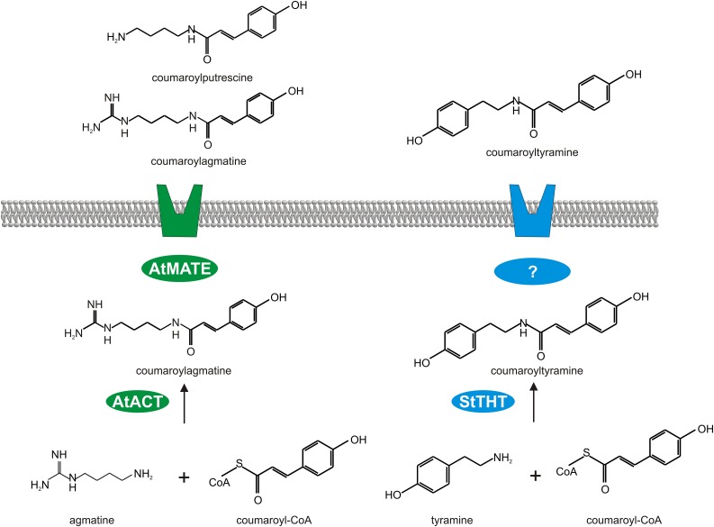 Figure 10.