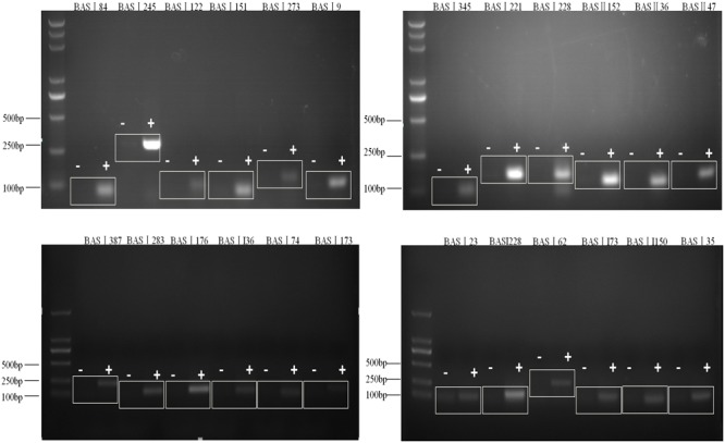 FIGURE 1