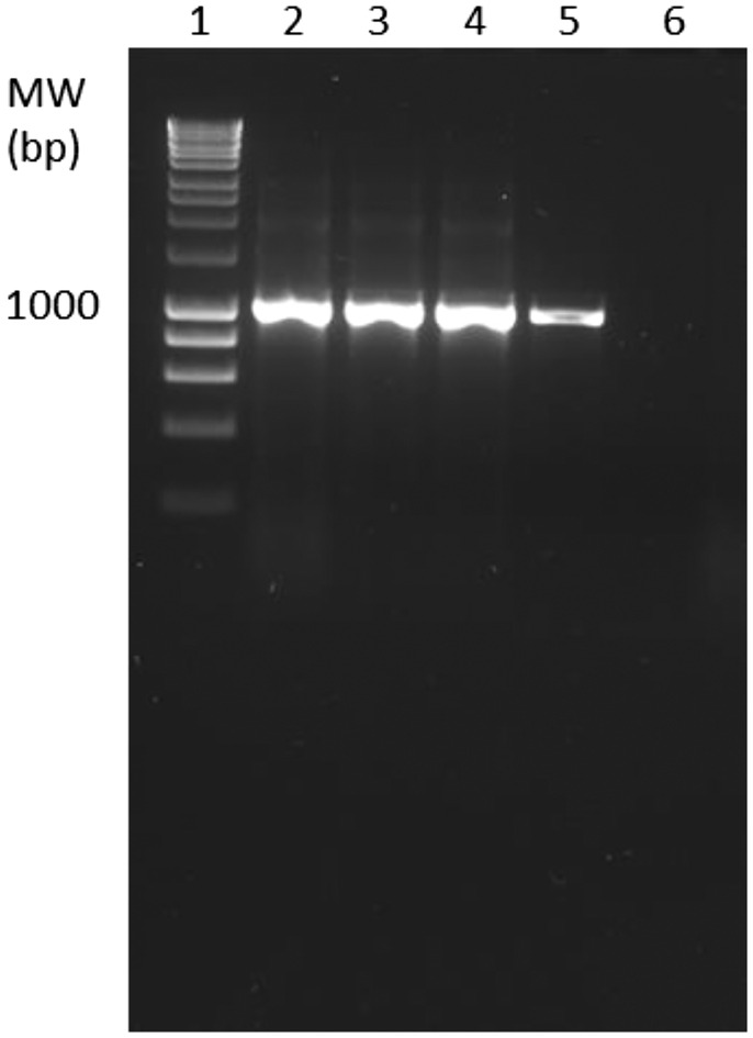 FIGURE 3