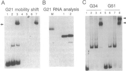 graphic file with name pnas01095-0135-a.jpg