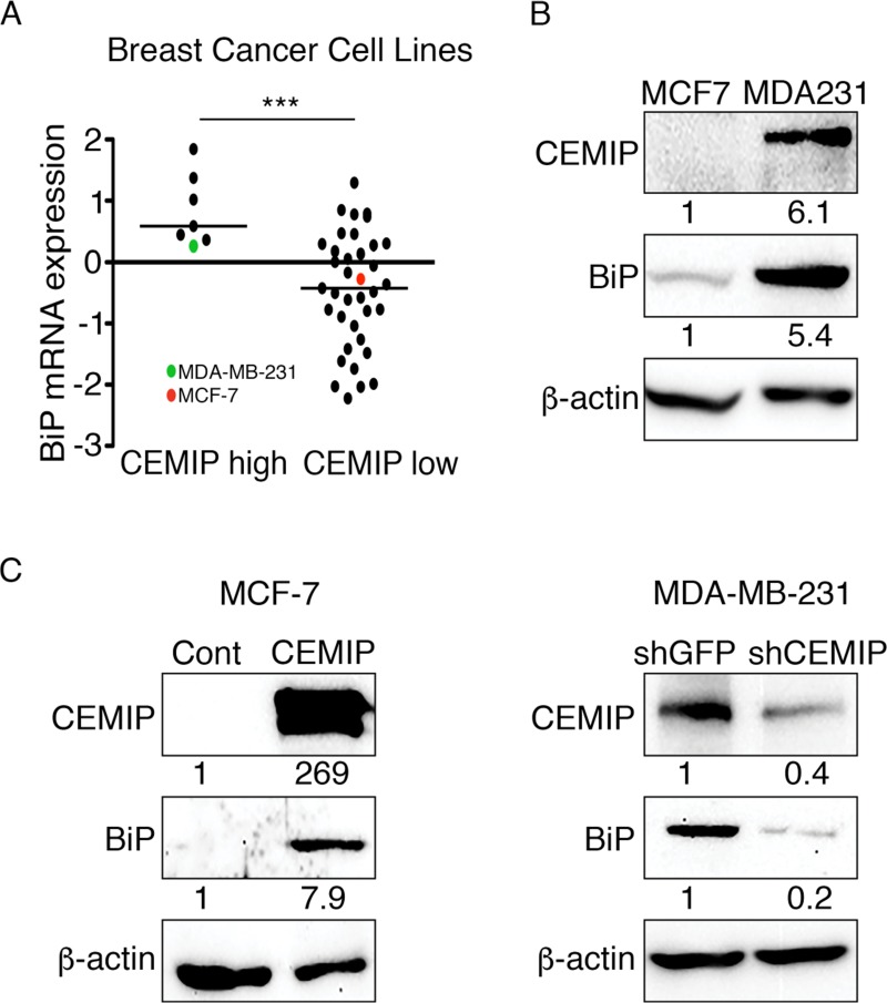 CEMIP upregulates BiP to promote breast cancer cell survival in hypoxia ...