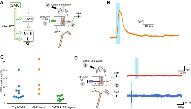 Figure 3—figure supplement 1.